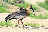 Buff-necked Ibis